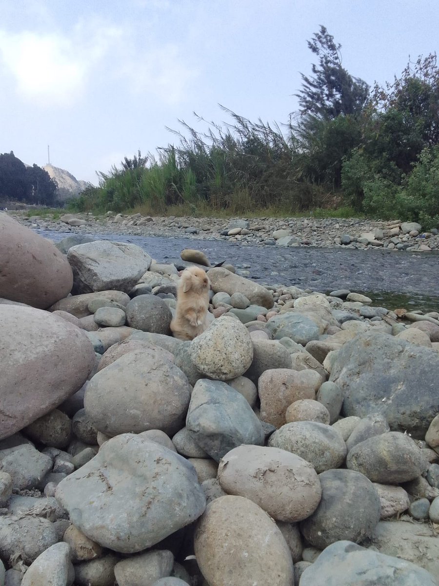 ¡De nuevo desaparecí, jeje! Solo fueron tres días 7u7. ¡Me mudéeee, yeihhh! Ahora vivo sola con mi conejita Canelita🐰

Ayer llegó mi escritorio rositaaa, ¡está precioso! No sé si soy yo, pero parece súper grande... o quizá yo soy muy pequeñita👽. 

Ahora me toca chamba🐞.