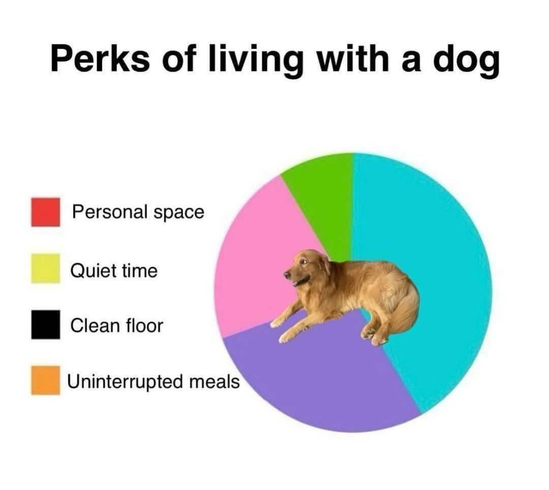 Heckin Good Dogs (@heckingooddogs) on Twitter photo 