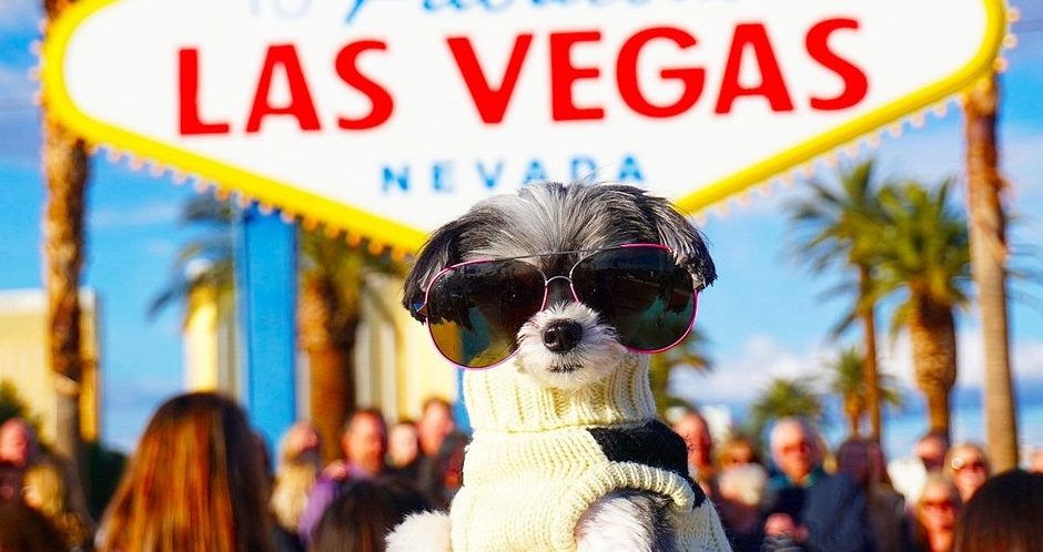 MyDogBase's tweet image. The DogBase team has landed in Las Vegas! We're thrilled to connect with working dog handlers and K9 units. Shoot us a message through our website! 🐾💬 #DogBaseInVegas #K9Handlers #dogbase