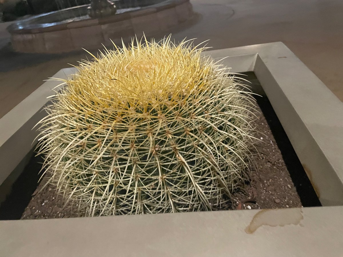 skye_barbic's tweet image. When you see this, do you think hockey? Trying to fit in a workday while hockey kids playing mini sticks in my room. #hockeymom #workingmom #arizonahockey