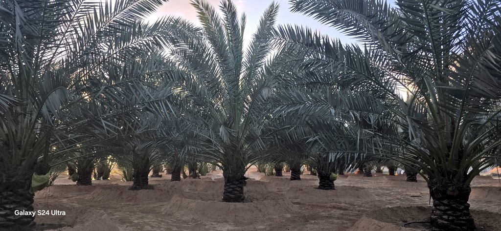 xCryptoMagic's tweet photo. Just visited a stunning date tree farm with over 1,200 Magdoul variety trees! 🌴 Excited to see how #DimitraTechnology is transforming the dates value chain and traceability, boosting quality, ensuring food security, and enhancing branding and loyalty for the cooperative. 🍏✨ #Dimitra #SustainableFarming #FoodSecurity $DMTR
Healthy, Fresh and Green, My favorite Color! How about you ?