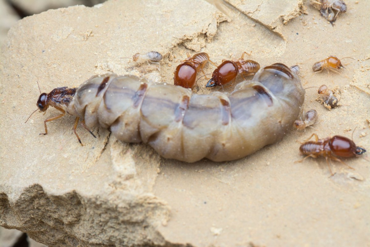 877DEADBUG's tweet image. Ever seen a termite queen? Wellllll, now you have. Happy #freakyfriday everybody!
.
.
.
#877deadbug #pestcontrol #termites