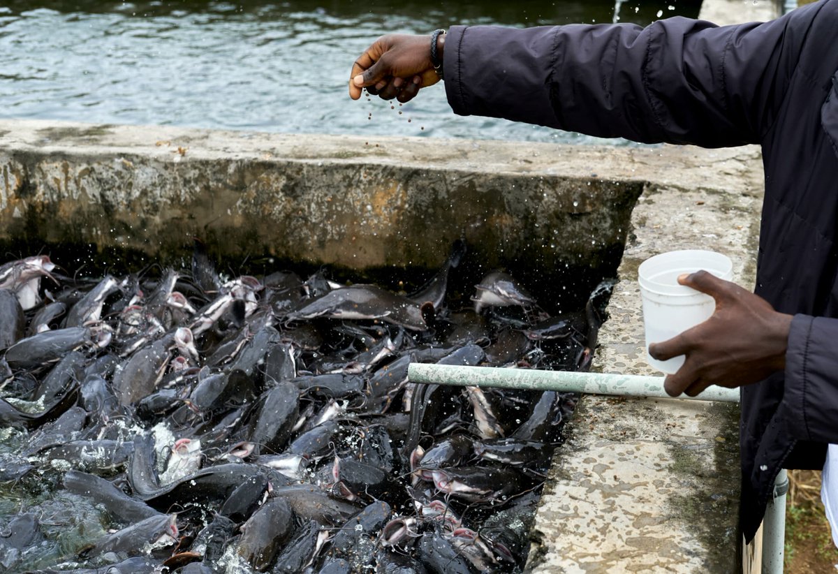 🌊Holistic food systems are rapidly gaining traction as solutions to many global challenges. Progress has been made on land, but how about in our oceans? 🐠

In this blog, we explore the challenges shared by land- and water-based food systems: ow.ly/IC2850U63rH #BlueFoods