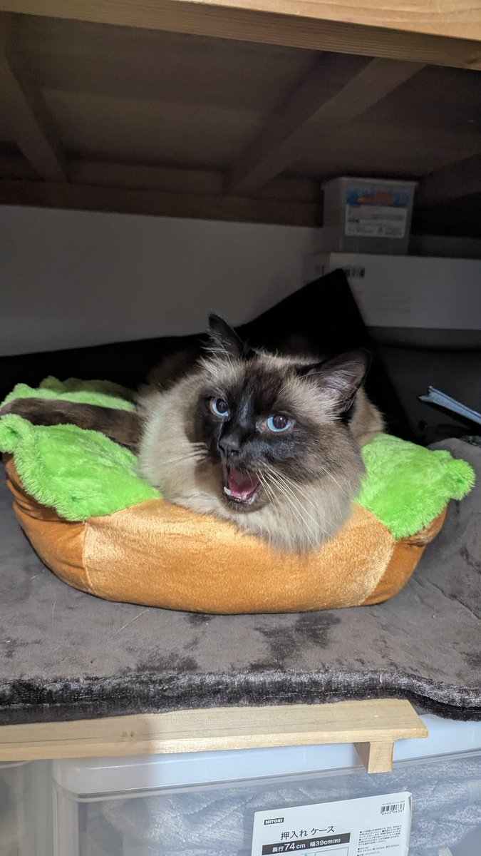 あくびのタイミングだったのですが…。
起こってるようにしか見えない（笑）