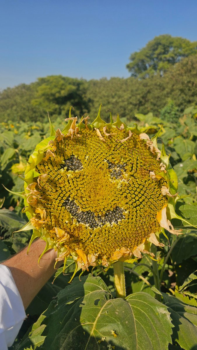 DiegoCogno's tweet photo. Manejo de Girasol 🌻 🙌🏽

Muy buenas condiciones del cultivo, batallando las altas temperaturas 🌡 💪🏽  📈

📌 Morteros, Cba
@Syngenta_ar @NKSemillas @guillermoallo 
#NK3970CL #Ampligo 🐛 #MiravisDuo 🍄 #Gesagard #DualGold #Enelan https://t.co/WJgIK4bOJM