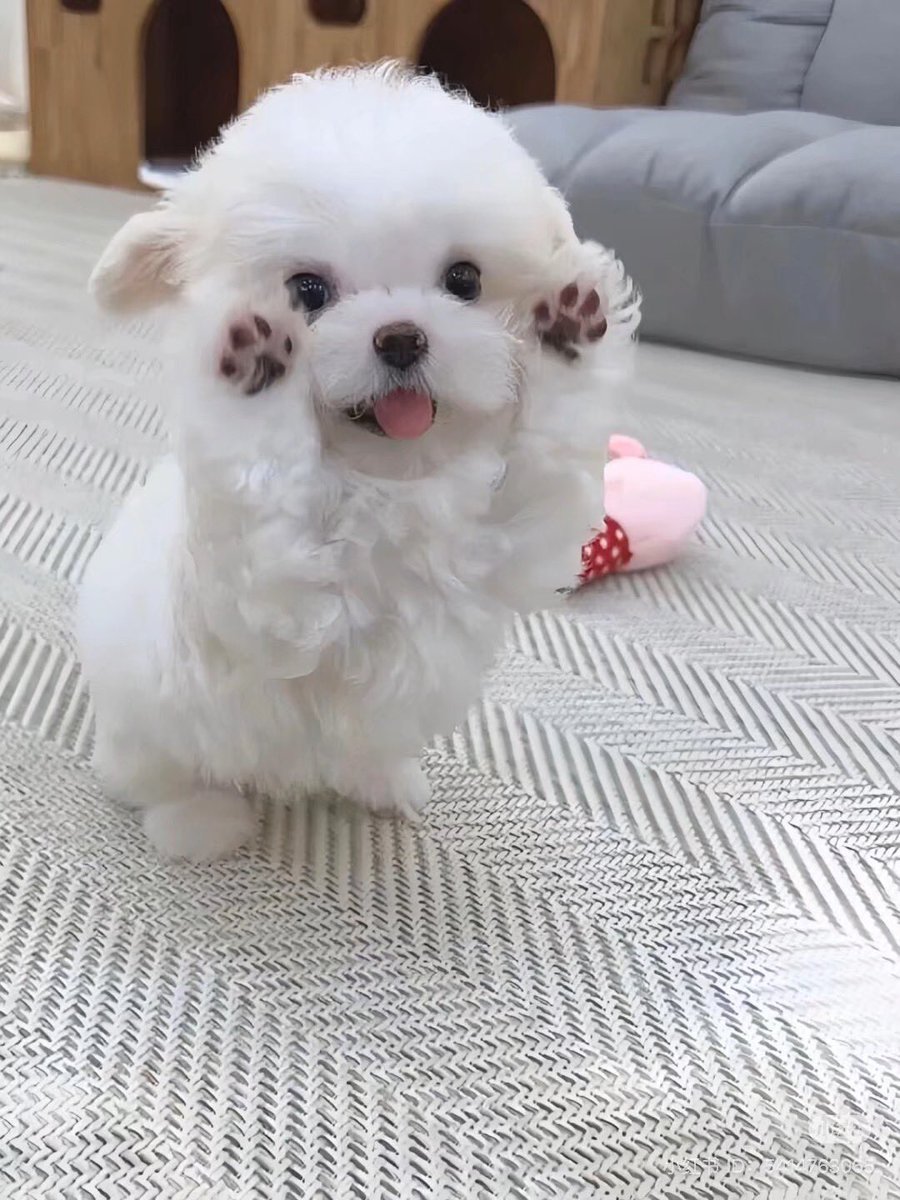 💖 (@twaniimals) on Twitter photo 