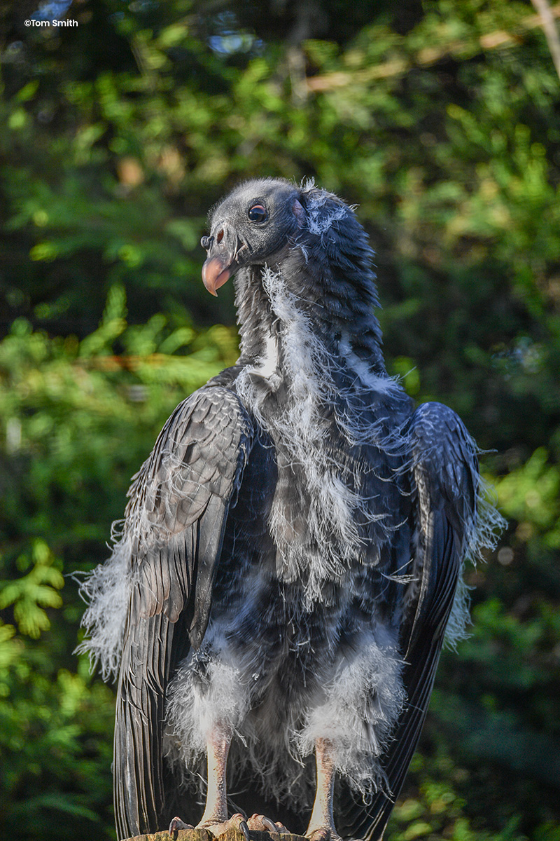 Colchester Zoo tweet media