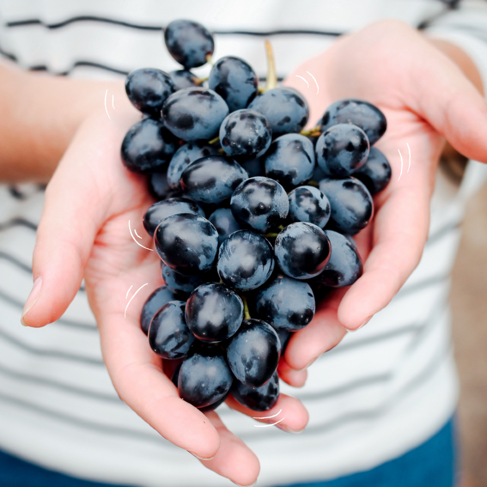 TropicalArg's tweet photo. El picoteo perfecto existe y son las #UvasTropical 🍇 Comés una, dos, tres… ¡y no podés parar! 
Te dejamos un tip: guardalas en la heladera o algún lugar fresquito, se van a mantener lindas más días. 💜

#FrutaTropical #PasiónPorLaFruta https://t.co/oX9Qn74jZm