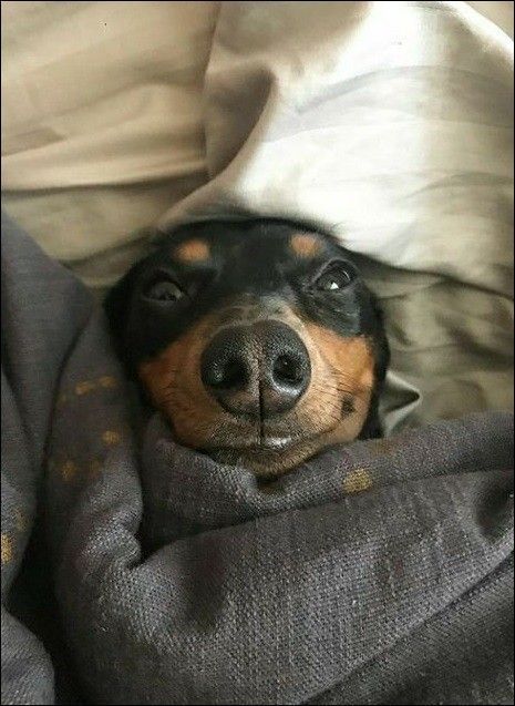 dogsheetcoin's tweet photo. Gsheet https://t.co/W755kCx3F0