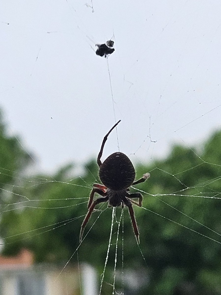 Jesseal 🦭 𝓦𝓲𝓽𝓬𝓱 𝓸𝓯 𝓽𝓱𝓮 𝓖𝓾𝓵𝓯 🌊 tweet media