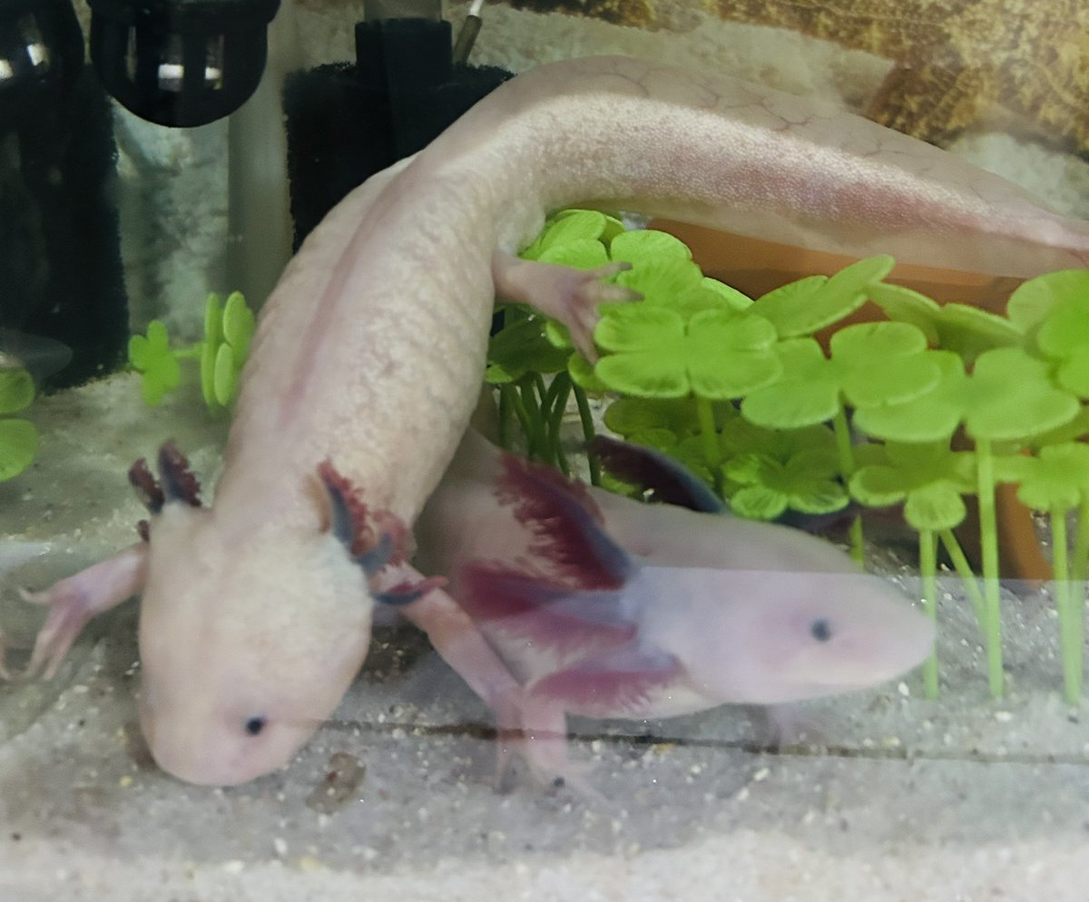 同じウパなのにこんなにエラが違う💦

一緒にしてから小さくなっちゃったような。。
ストレスかな😭