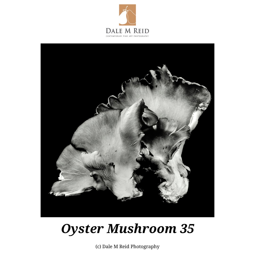 DaleMReid1's tweet photo. To view the 2024 awards results, follow https://t.co/jd9ZxiTWJM.   
#creativity #newyorkcity #lisbon #porto #zurich #contemporaryart #fineart #analogsparks #mushrooms #interiordesign #toronto #canada #artcollectors #unitedstates #barcelona #spain #portugal #miami #awardwinning https://t.co/gGYRf2pjWU