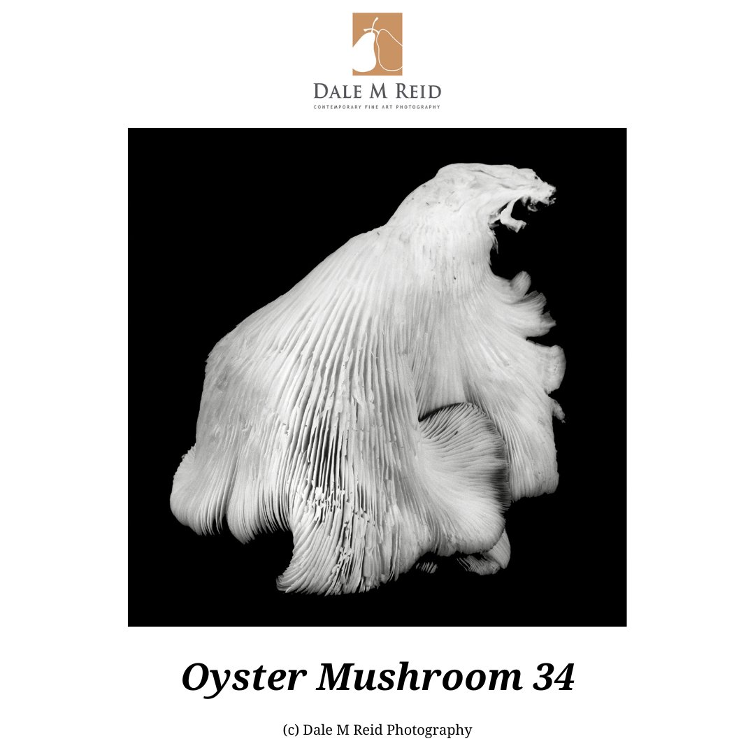 DaleMReid1's tweet photo. To view the 2024 awards results, follow https://t.co/jd9ZxiTWJM.   
#creativity #newyorkcity #lisbon #porto #zurich #contemporaryart #fineart #analogsparks #mushrooms #interiordesign #toronto #canada #artcollectors #unitedstates #barcelona #spain #portugal #miami #awardwinning https://t.co/gGYRf2pjWU