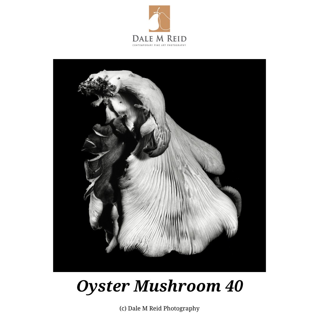 DaleMReid1's tweet photo. To view the 2024 awards results, follow https://t.co/jd9ZxiTWJM.   
#creativity #newyorkcity #lisbon #porto #zurich #contemporaryart #fineart #analogsparks #mushrooms #interiordesign #toronto #canada #artcollectors #unitedstates #barcelona #spain #portugal #miami #awardwinning https://t.co/gGYRf2pjWU