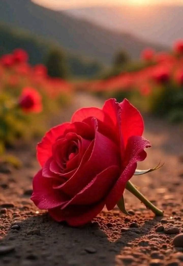 باسم الخيكاني (@s48gdmblw8hpn4m) on Twitter photo <a href="/shosho777ss_/">⚘✿ زهرة التوليب ✿⚘</a> <a href="/shosho777ss_/">⚘✿ زهرة التوليب ✿⚘</a>