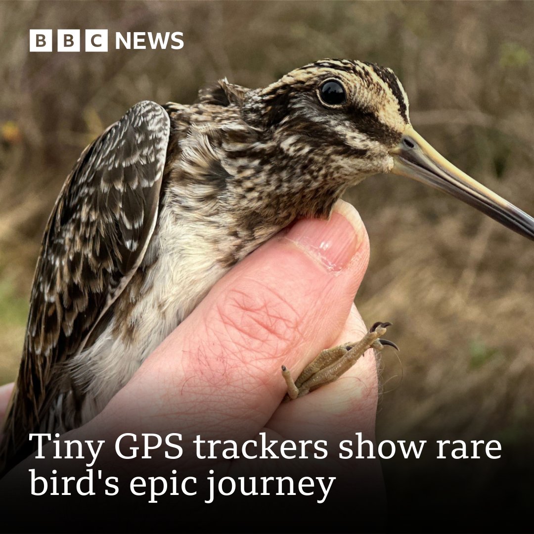 The jack snipe hides when anyone comes near - hence the need for thermal cameras.
Full story: bbc.in/42hDM39