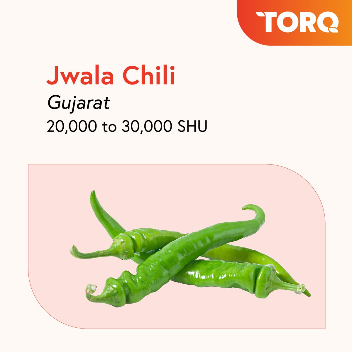 CommoditiesTorq's tweet photo. An Indian chili offers a range of experiences - it may have just the right spice, fall short of expectations, or be more than anything you can handle.
Find out how spicy some of the most popular chilies from India are.
#india #chilis #commodityinfocus #taste #food #culture https://t.co/6ja8kqzGxY