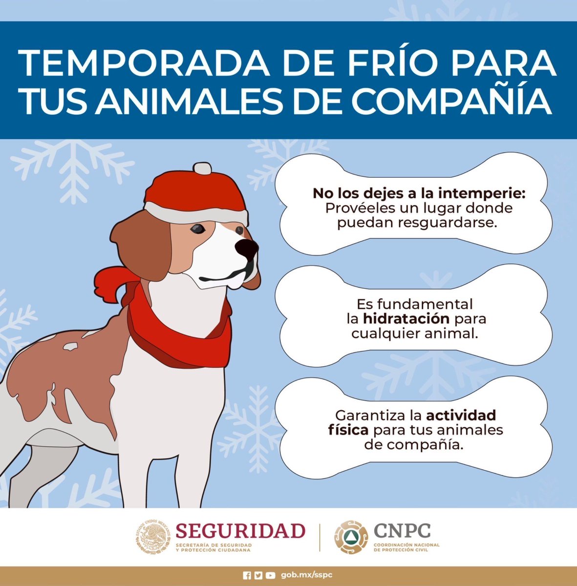 CNPC_MX's tweet image. 🐶😽❄️ No olvides a tus lomitos y michis en esta temporada de frío. ¡Ellos también sienten el frío, cuídalos como parte de tu familia! 🏠❤️
