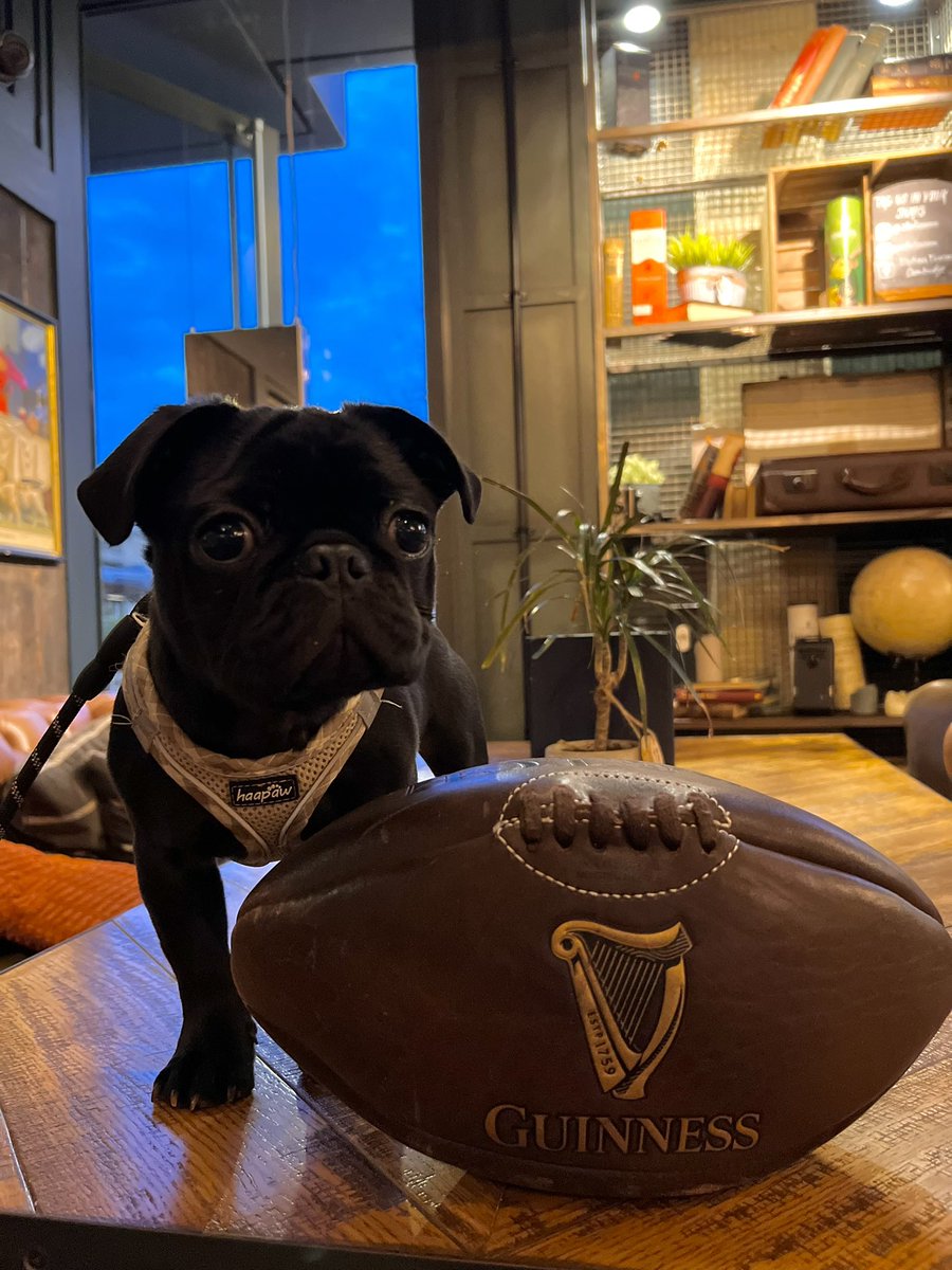 The official pub mascot is here to remind you to book your table for the Six nations 🏉

We offer drinks packages, beer buckets and a perfect view of one of our many big screens !!

#sixnations #rugby #cambridge #youngs #puppy #mascot #food #drink