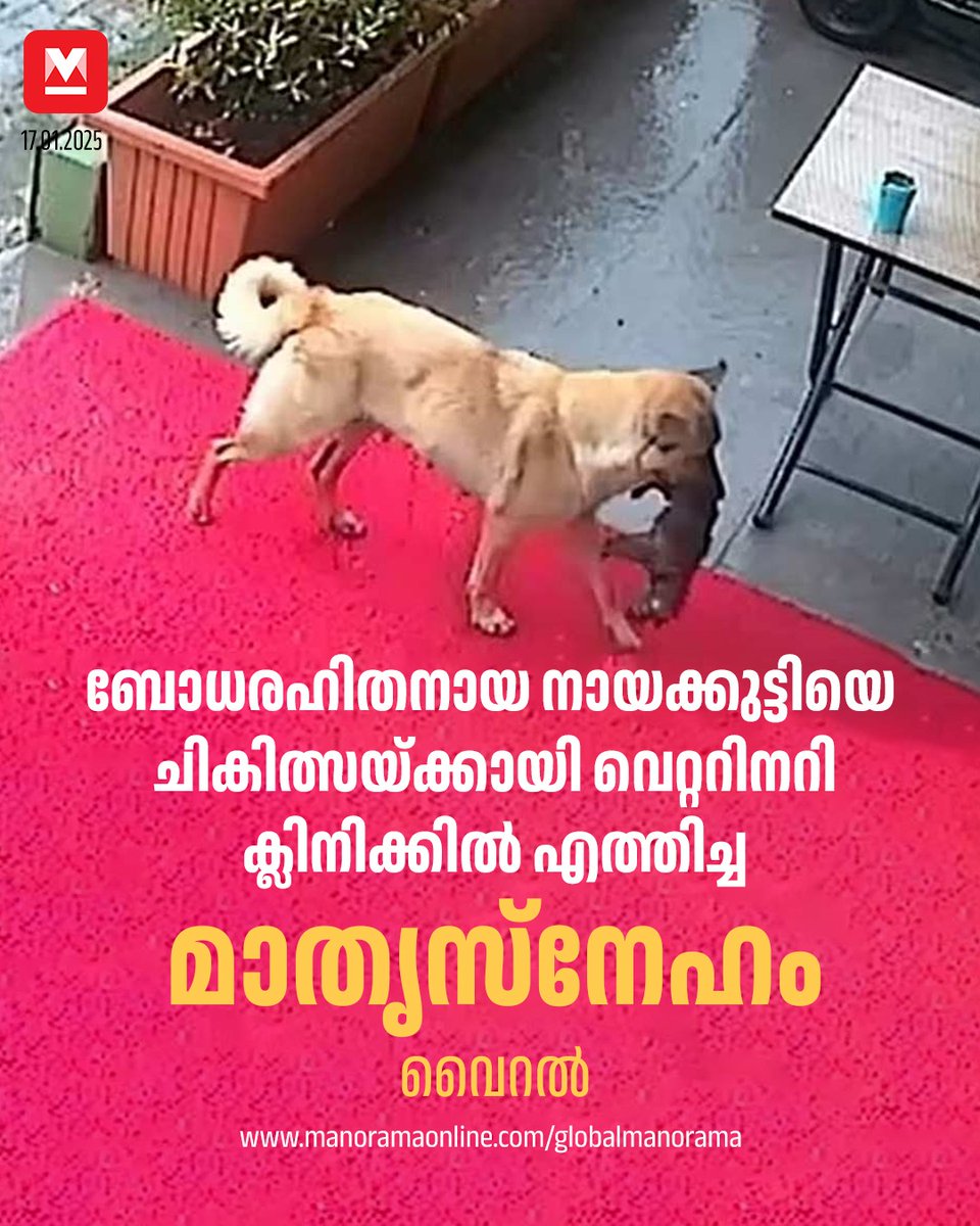 manoramaonline's tweet photo. ഹൃദയമിടിപ്പ് അപകടകരമാം വിധം കുറഞ്ഞ നിലയിലായിരുന്ന കുഞ്ഞിനെ ഉടൻ തന്നെ തീവ്രപരിചരണ വിഭാഗത്തിലേക്ക് മാറ്റി. #dogs #MotherlyLove #DogsOfSocialMedia #GlobalManorama
Read : https://t.co/0xaANokN3u https://t.co/7qz8tO2L9A