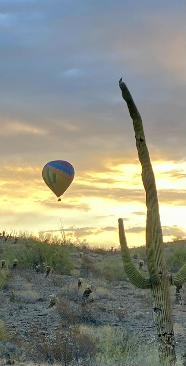 Little bird on top of the saguaro..perfect touch.❤️