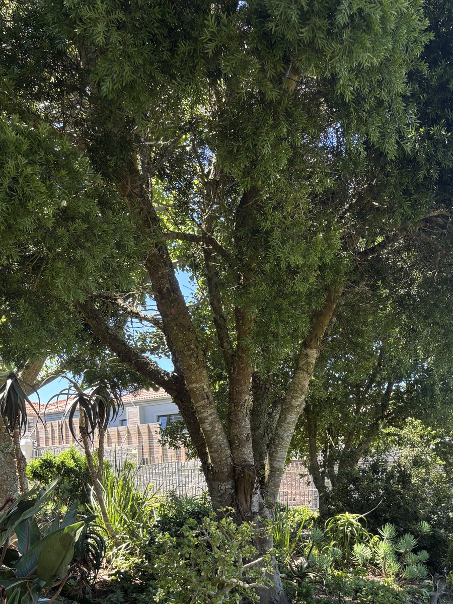 gatvolinthecity's tweet photo. #TreeFriday Have a great #weekend ! https://t.co/yMNre108lk