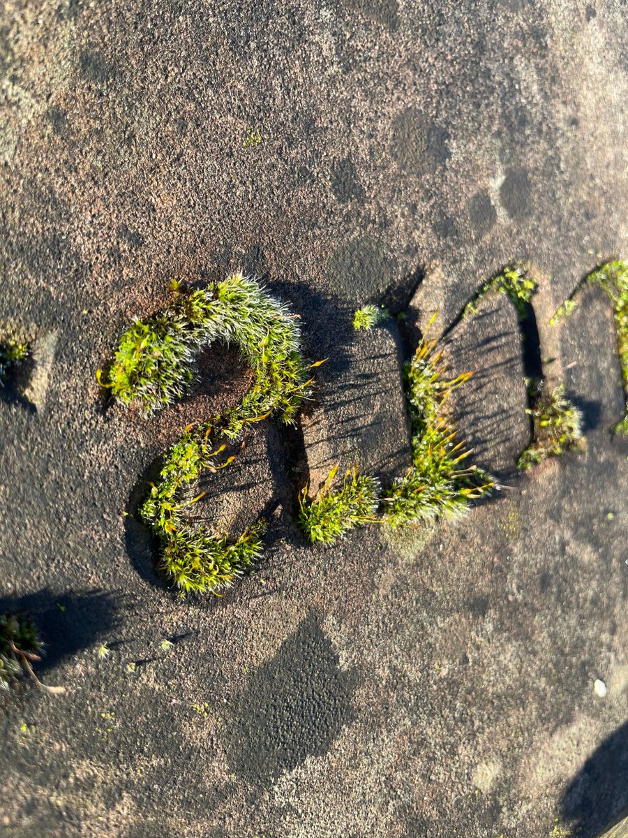 OrdsallHall's tweet photo. Have you ever noticed these words carved into the stone around our south garden? 

They're all significant to the fabric of the building. We absolutely love how nature is taking over and they're sprouting moss!😍

#moss #ordsallhallgardens #organicgardens #ordsallhall #naturelead https://t.co/kGMlIC6fvm