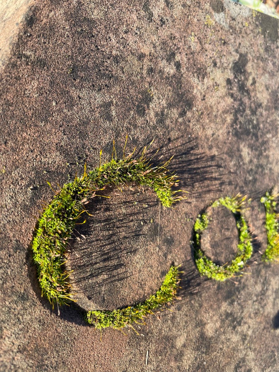 OrdsallHall's tweet photo. Have you ever noticed these words carved into the stone around our south garden? 

They're all significant to the fabric of the building. We absolutely love how nature is taking over and they're sprouting moss!😍

#moss #ordsallhallgardens #organicgardens #ordsallhall #naturelead https://t.co/kGMlIC6fvm