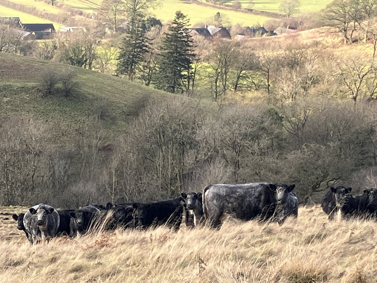 Andrea Meanwell tweet media