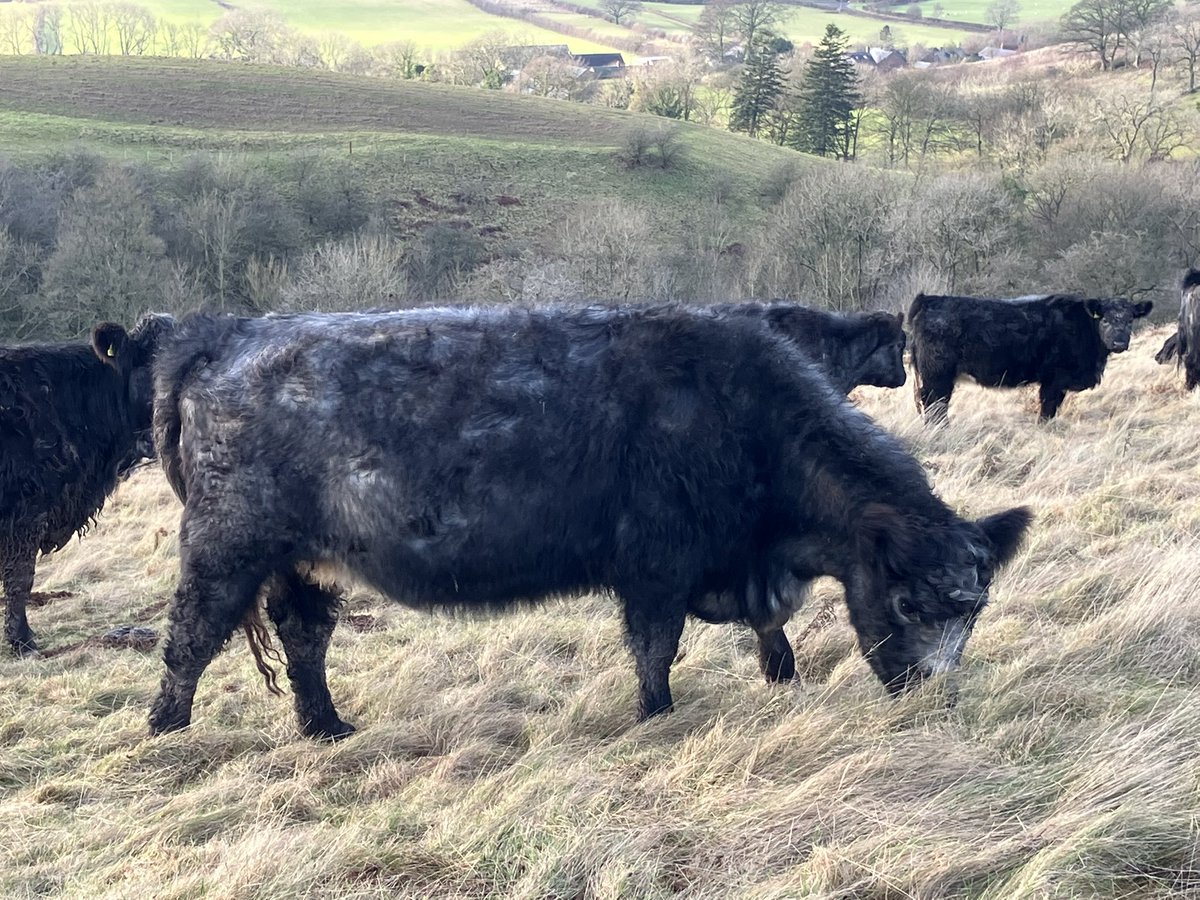 Andrea Meanwell tweet media