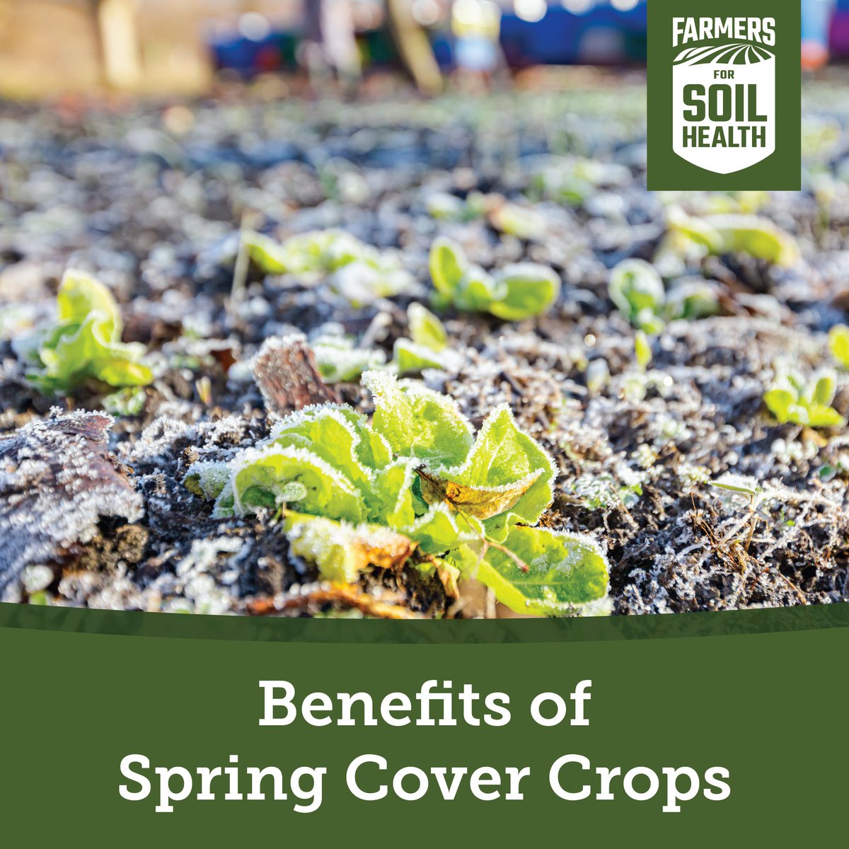 Planting cover crops in the spring offers numerous benefits, from preventing erosion with roots through the winter to offering late spring forage for livestock.

For more details, read the Farm Progress article below.
FarmProgress.com/cover-crops/co…