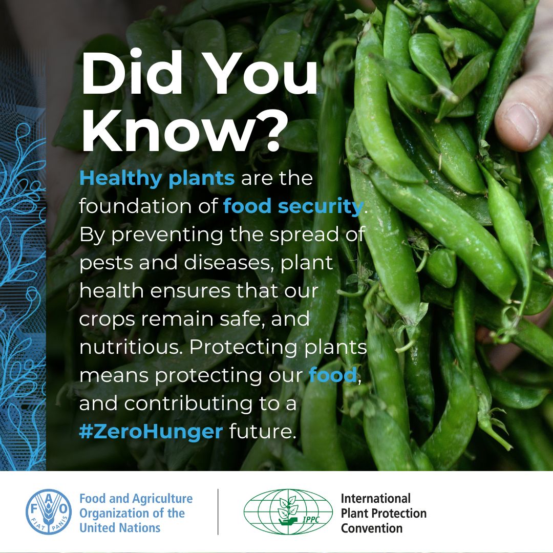 🌾Protecting plants to feed the world!🌎

40% of global crop yields, worth $220B, are lost to pests annually, threatening food security for billions. Through international standards #ISPMs, the <a href="/ippcnews/">IPPC | International Plant Protection Convention</a> helps nations collaborate, limit pest spread, and secure food for 8 billion