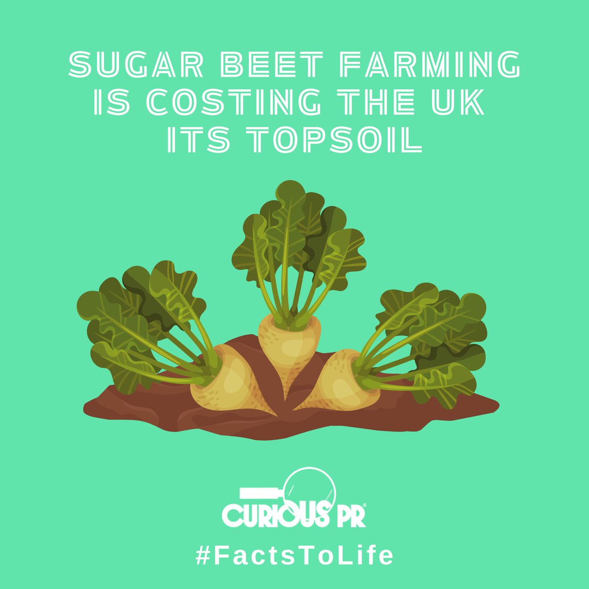 Curious PR (@curious_pr) on Twitter photo According to <a href="/DefraGovUK/">Defra UK</a> sugar beet farming is taking 34K+ dumptrucks of topsoil every year from the UK! A letter signed by groups inc. <a href="/OHA_updates/">Obesity Health Alliance - Account Inactive</a>, @feedbackorg & <a href="/SoilsAlliance/">Sustainable Soils Alliance 🌱</a> urges the gov't to reduce sugar supply and protect topsoil. endsreport.com/article/190025… #factstolife According to <a href="/DefraGovUK/">Defra UK</a> sugar beet farming is taking 34K+ dumptrucks of topsoil every year from the UK! A letter signed by groups inc. <a href="/OHA_updates/">Obesity Health Alliance - Account Inactive</a>, @feedbackorg & <a href="/SoilsAlliance/">Sustainable Soils Alliance 🌱</a> urges the gov't to reduce sugar supply and protect topsoil. endsreport.com/article/190025… #factstolife