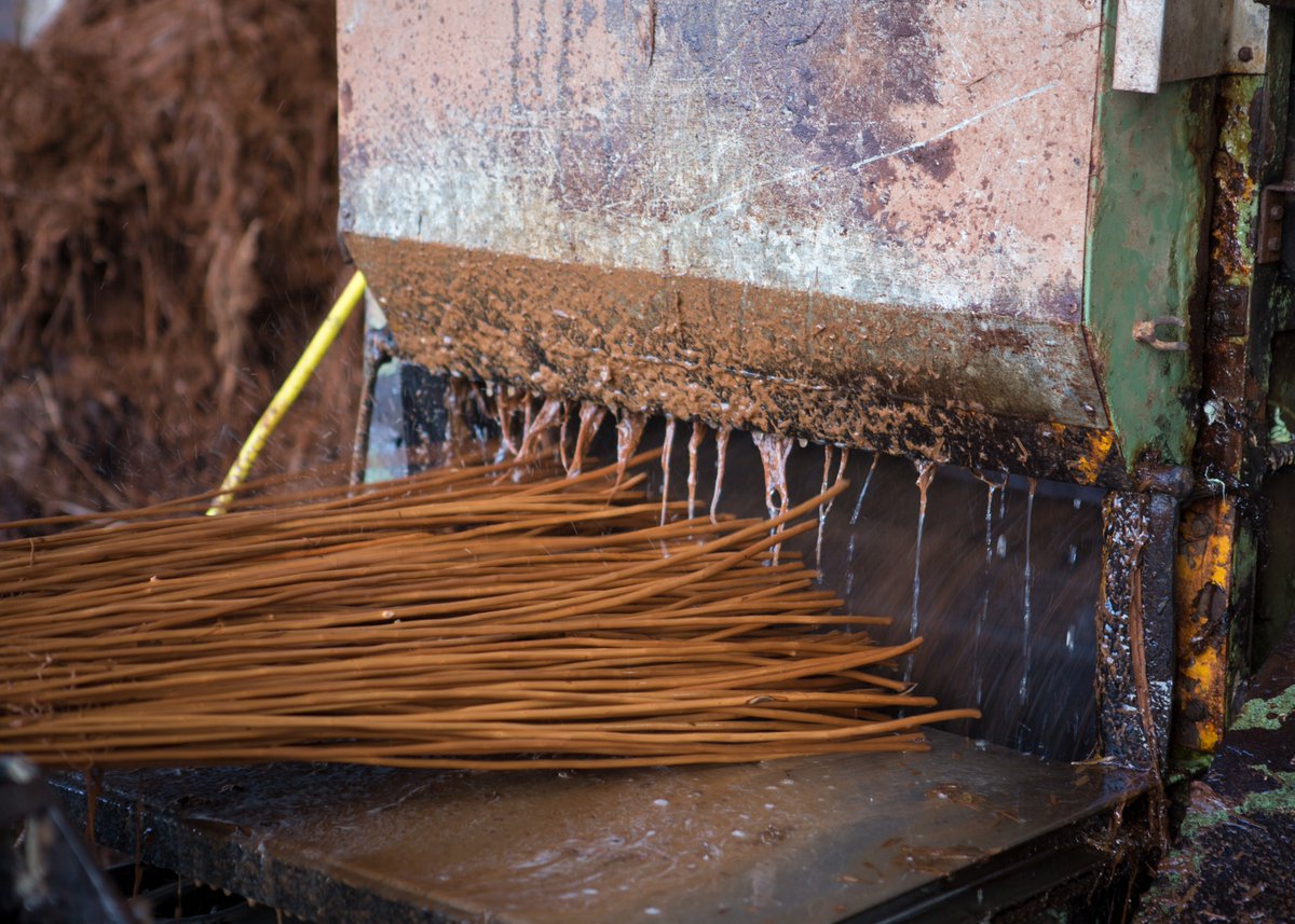 From harvest to craft, the journey of our willow is a unique process.
First, the willow is sorted and graded by length into foot sizes, then boiled to soften. It’s carefully stripped to reveal its smooth, buff finish, and finally dried to preserve its strength, ready to be woven.