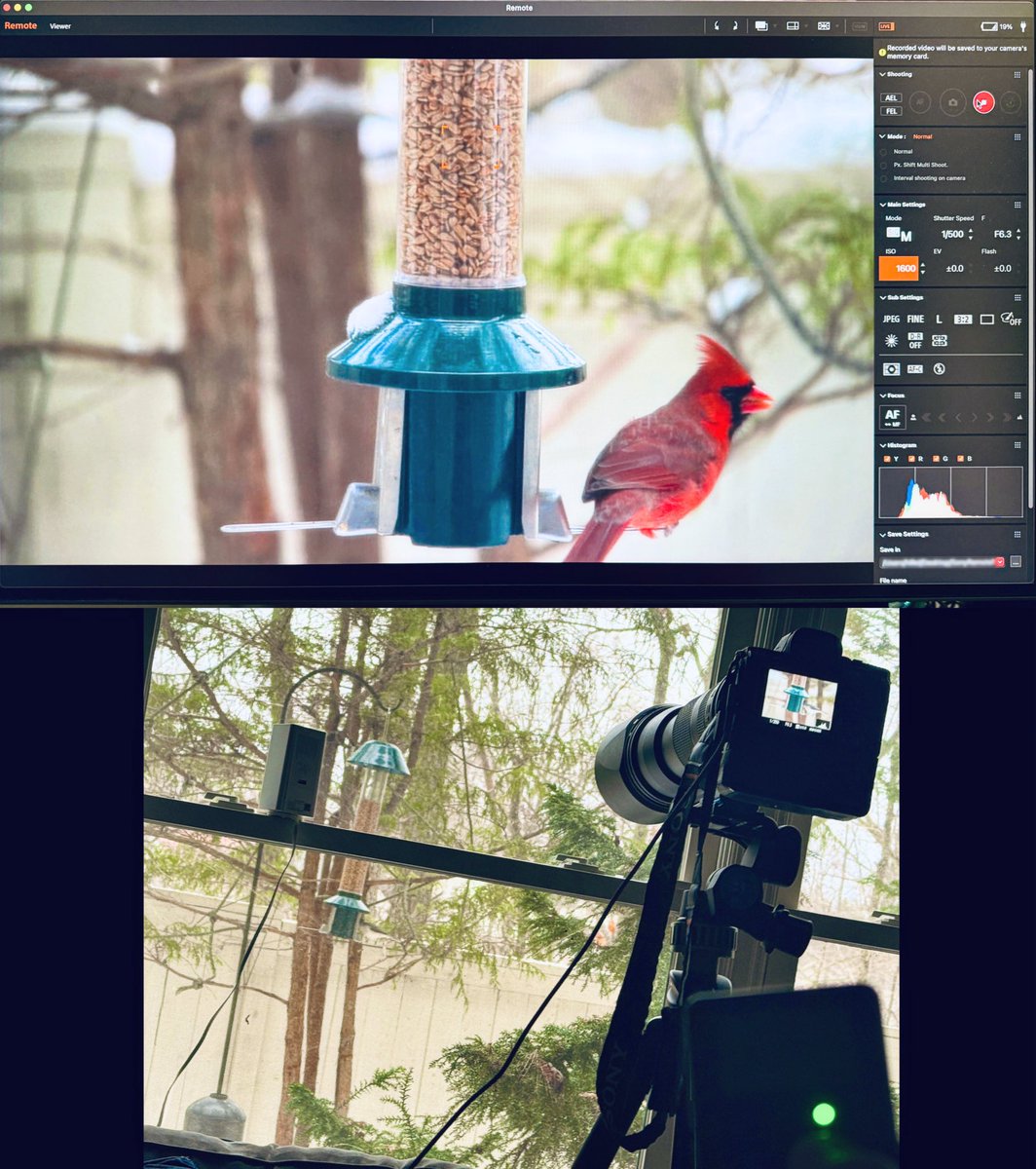 hytel's tweet photo. My bird capture is complex.  I use a USB direct cable for the Sony camera right to IEDT on my Mac for video.  I also have a remote trigger for capturing stills.  Camera is in manual mode, and the white balance, focus, ISO, speed, and aperture are computed and fixed all in advance https://t.co/HKJ5RIpypH