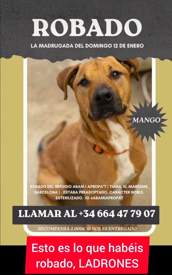 Mango sigue sin aparecer.

Sus cuidadoras y sus adoptantes están devastados. 

Pero no nos vamos a rendir hasta que aparezca. 
Necesitamos que no quede ni un solo veterinario en España que no haya visto la cara de Mango. 

Comparte para que esté donde esté, alguien le reconozca.