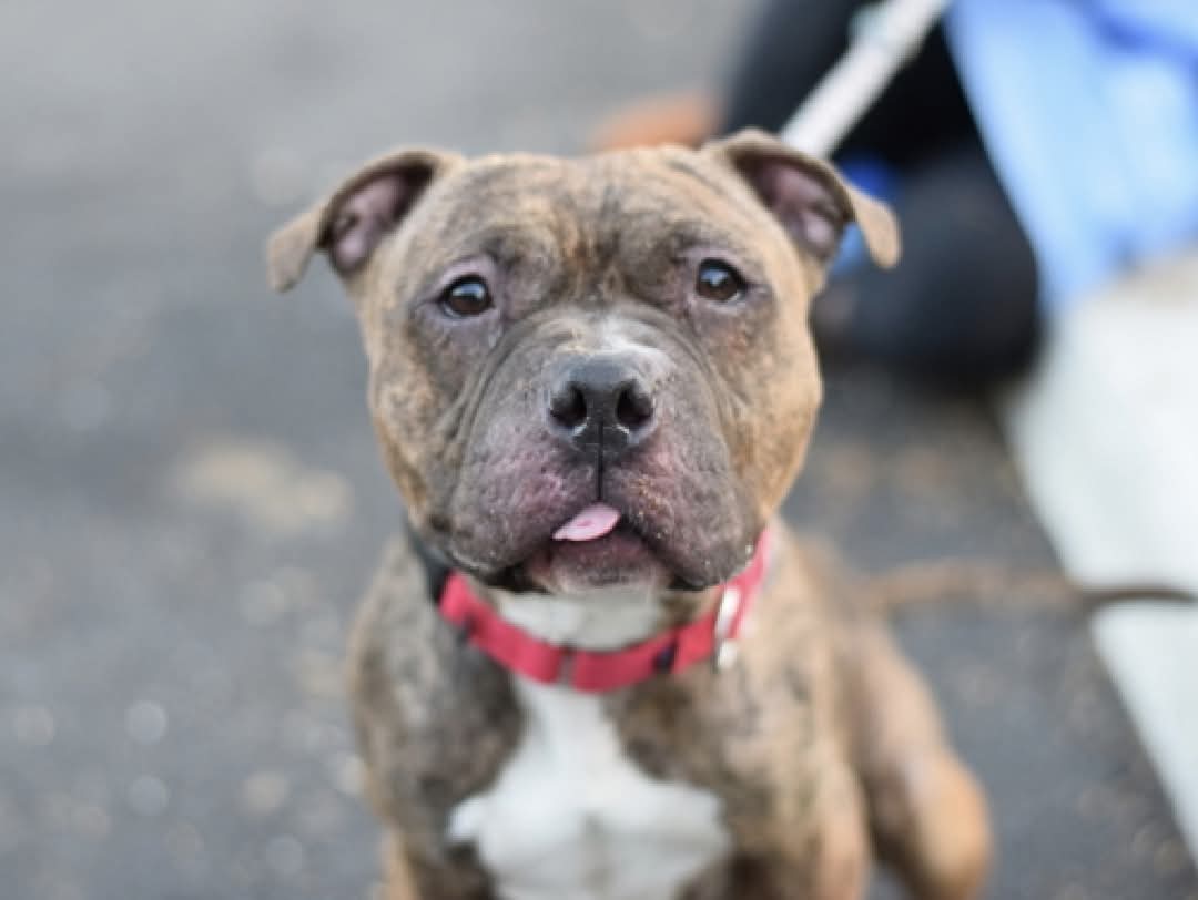 MyBoxerLuvMac1's tweet image. 💔Kali💔
#NYCACC #213203 5y
▪️Relisted TBK: 1/18💉 

Precious sweetie's reprieve is up, relisted 2 be killed!
Loveable, unique, darling girl has medical issues.
Loves attn + has so much love 2 give.
Needs NE #Foster, 4 2 heal+ blossom.

DM @notthesameone2
Pls #pledge4resQ
💞Kali
