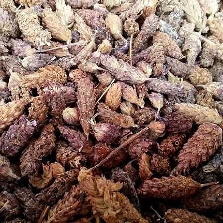 ARŞİVLİK BİLGİ ♥️  Karabaş Otu
İbni-i Sina'nın beynin süpürgesi olarak bahsettiği beyin ve sinir sistemi hastalıklarında tarihten bügüne kadar kullanılan
Hafızayı güçlendirir
Kan dolaşımını hızlandırır
Damar tıkanıklığına iyi gelir
Kanserli hücre oluşumunu yavaşlatır,