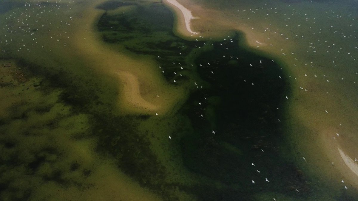 doku_ba's tweet image. Jučer je na FTV-u premijerno prikazan naš film &quot;Polje, pustopolje&quot;.

Osim što je film konačno ugledao svjetlo televizijskog ekrana, drago nam je i što su prvi dojmovi cijenjenog gledateljstva pozitivni.

Ovaj trenutak zaista smatramo bitnim u našim životima.

▶️ Uskoro na YT.