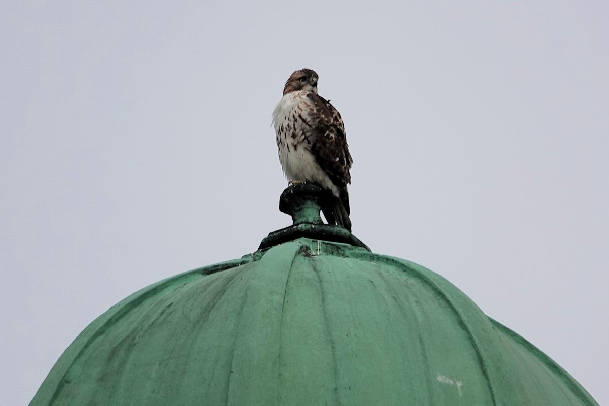 PC (@paminnyc) on Twitter photo Positive photo day 1768: I walked over to <a href="/MontefioreNYC/">Montefiore Health System</a> (Bainbridge) for an appointment this morning and I brought my camera just in case. And lo and behold I spotted a Red-tailed Hawk on top of the hospital dome. Hooray for urban hawks! #birdphotography #Bronx #NYC <a href="/BirdBronx/">Bronx Bird Alert</a> Positive photo day 1768: I walked over to <a href="/MontefioreNYC/">Montefiore Health System</a> (Bainbridge) for an appointment this morning and I brought my camera just in case. And lo and behold I spotted a Red-tailed Hawk on top of the hospital dome. Hooray for urban hawks! #birdphotography #Bronx #NYC <a href="/BirdBronx/">Bronx Bird Alert</a>