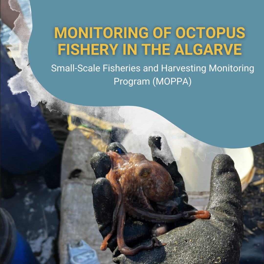 fbc_ccmar's tweet photo. As part of the MOPPA program, @CienciasDoMar /FBC &amp; @ipma_pt are monitoring octopus fishing in the Algarve. Data collection includes onboard observations &amp; auction monitoring to understand octopus stocks, fishing dynamics &amp; support sustainable management. Stay tuned for updates! https://t.co/hWS7Vdx3xZ