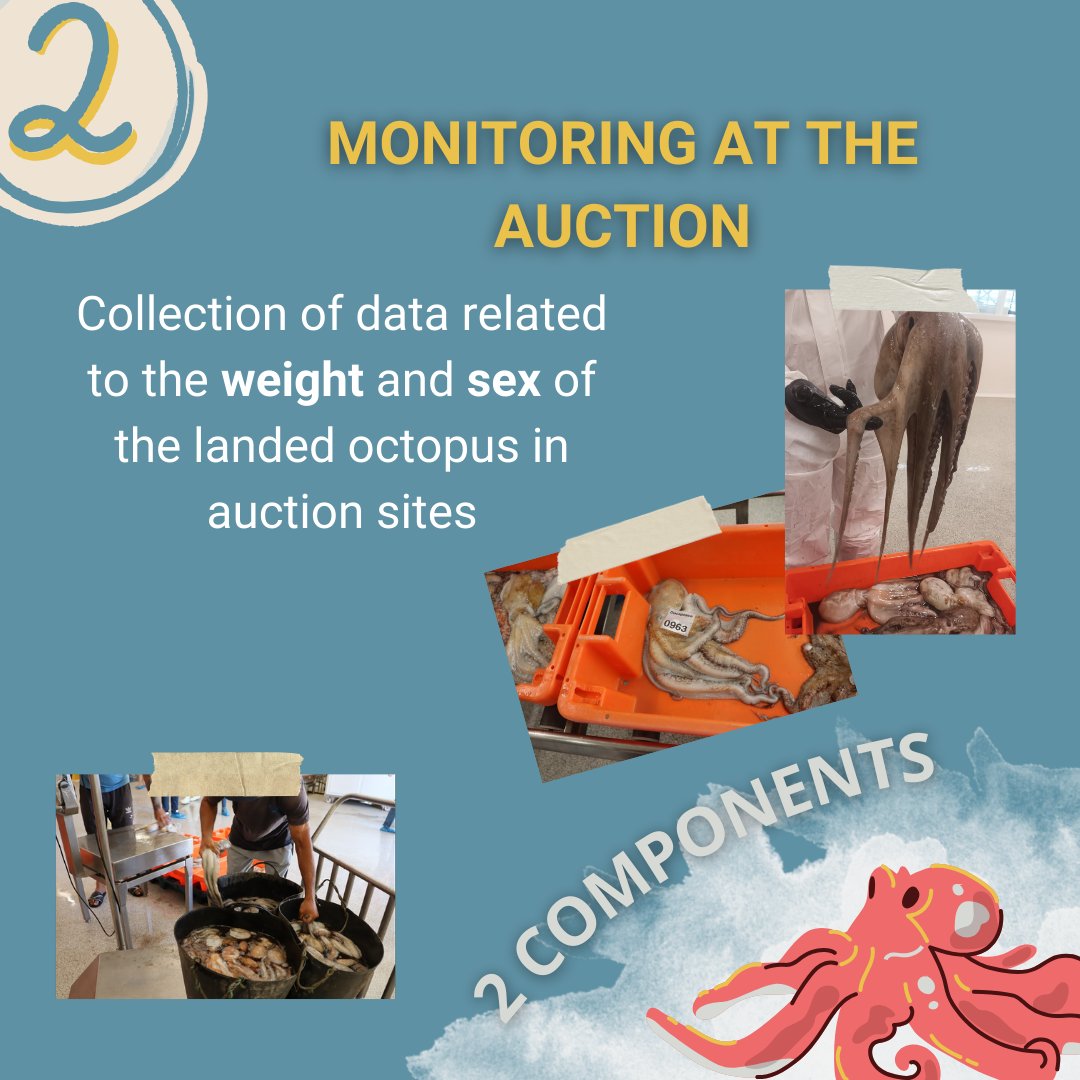 fbc_ccmar's tweet photo. As part of the MOPPA program, @CienciasDoMar /FBC &amp; @ipma_pt are monitoring octopus fishing in the Algarve. Data collection includes onboard observations &amp; auction monitoring to understand octopus stocks, fishing dynamics &amp; support sustainable management. Stay tuned for updates! https://t.co/hWS7Vdx3xZ
