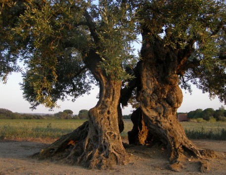 JordiCultura's tweet photo. Pareu atenció gent! Aquest diumenge té lloc als confins de l'Albera (l'Alt Empordà), la XXVIIII Fira de l'Oli i l'Olivera d'#Espolla. De ben segur que us agradarà. Apa, anem-hi!
https://t.co/g1BayH2FUC https://t.co/Jo0R8U7291