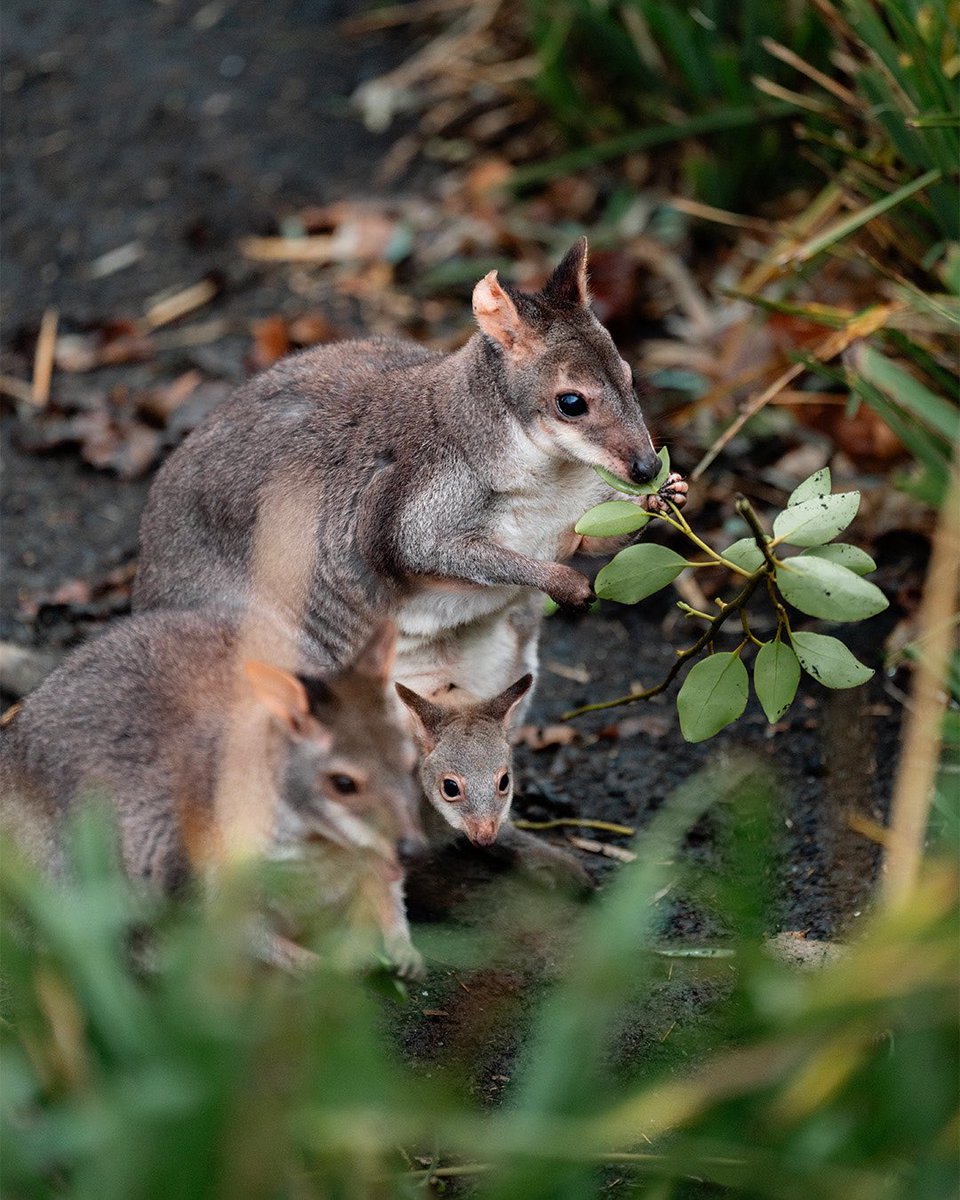 Chester Zoo tweet media