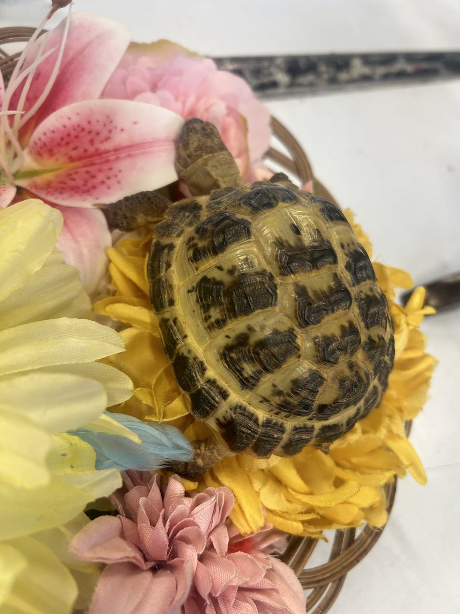 Miss Payet Art tweet media