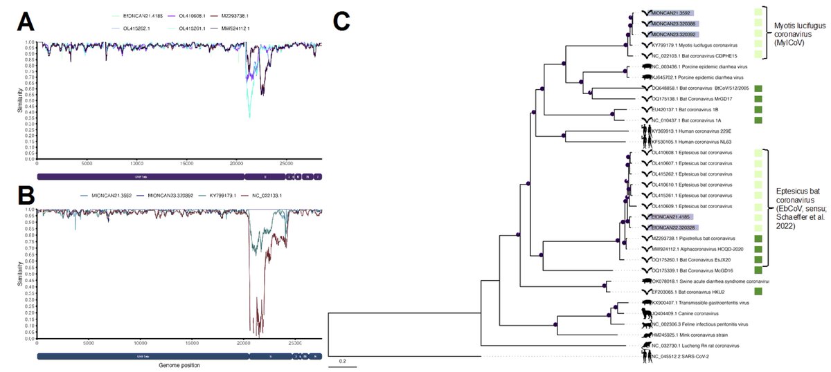 In-depth surveillance to characterize the transmission dynamics of endemic coronaviruses in free-ranging wildlife, and for exploring the evolutionary relationships between coronaviruses and their hosts.

Study - researchsquare.com/article/rs-563…