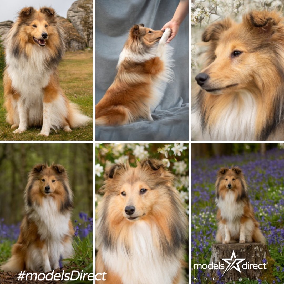 models_direct's tweet image. Pet Model Diva
Shetland Sheepdog 
#modelsdirect #petmodel #starpet #workwithus #apply #bookamodel #clients
