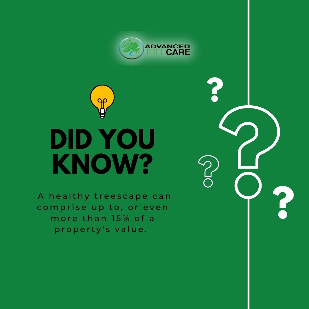 AdvancedTree1's tweet photo. Did you know a healthy treescape can make up 15% or more of your property’s value? 

That’s why investing in professional tree care led by a Certified Arborist is so important! 

https://t.co/LBVe3xhKqW

#TreeCare #TreeService #TreeRemovalService #Landscaping  #ChicagoArborists https://t.co/01euzDu940