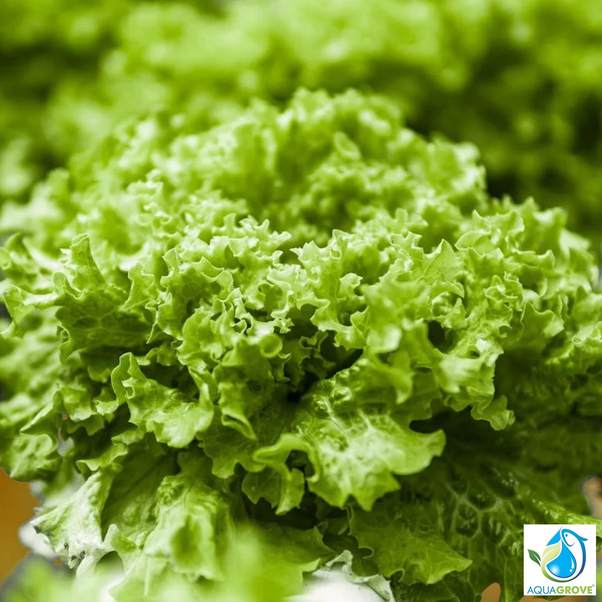 AquaGrove's tweet photo. #FactFriday Fun fact: Bacteria in aquaponics are like nature’s chemists, breaking down fish waste into plant nutrients. The result? Clean water for fish and thriving plants. Discover more at https://t.co/Vzfog3gvbB! 🌿💧  #aquaponics #Sustainability #education #aquagrove https://t.co/LNyalttESq