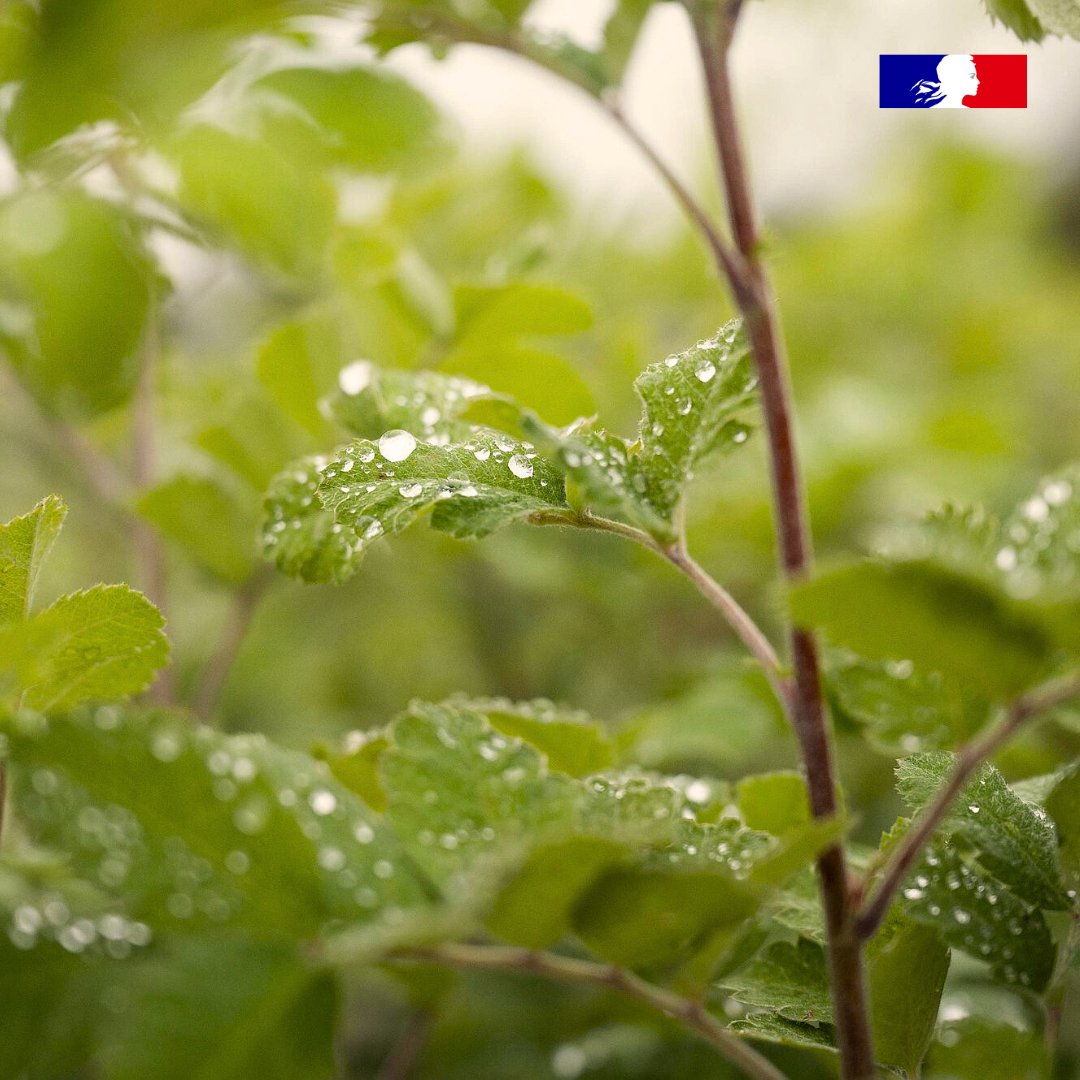 🧐 Quelle est la stratégie de l’ONF pour assurer le renouvellement forestier dans le contexte de changement climatique ?

Les experts de l’ONF répondent à cette question dans le numéro 80 des Rendez-vous techniques ⤵️
onf.fr/onf/+/246c::le…